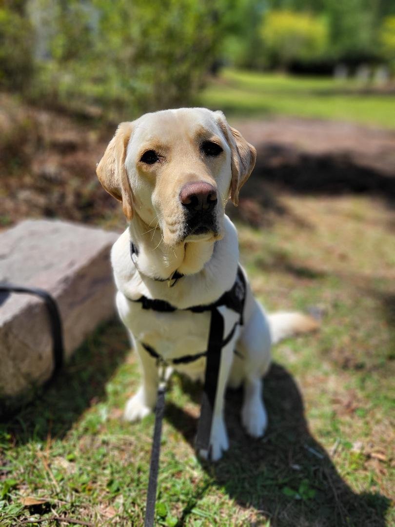 Diego - yellow lab dog wearing a harness